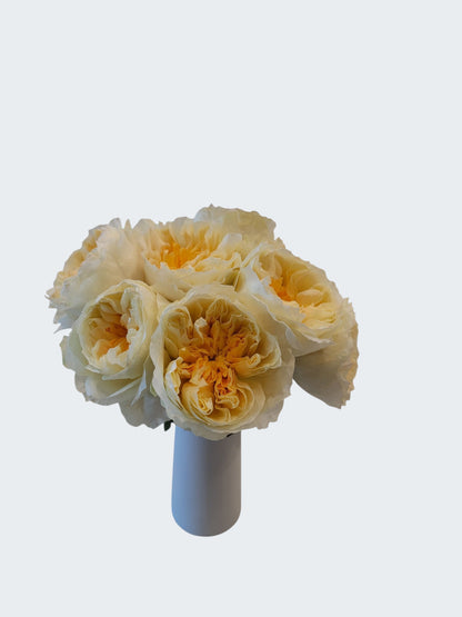 Antonia Buttery Yellow Garden Rose