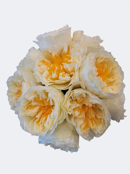 Antonia Buttery Yellow Garden Rose