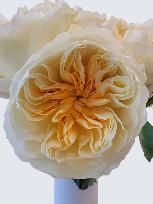 Antonia Buttery Yellow Garden Rose