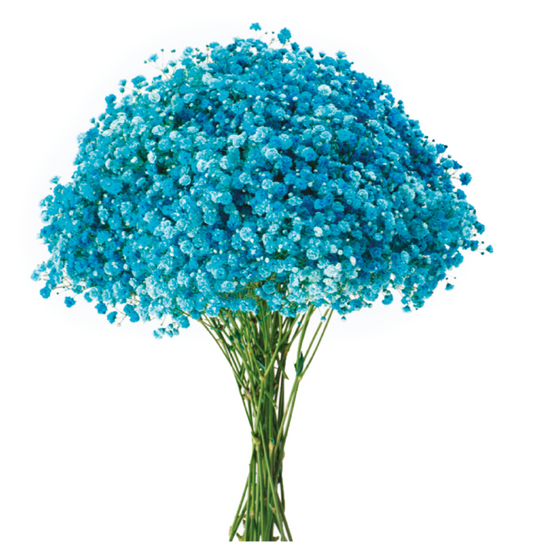 Aquamarine Blue Tinted Baby's Breath
