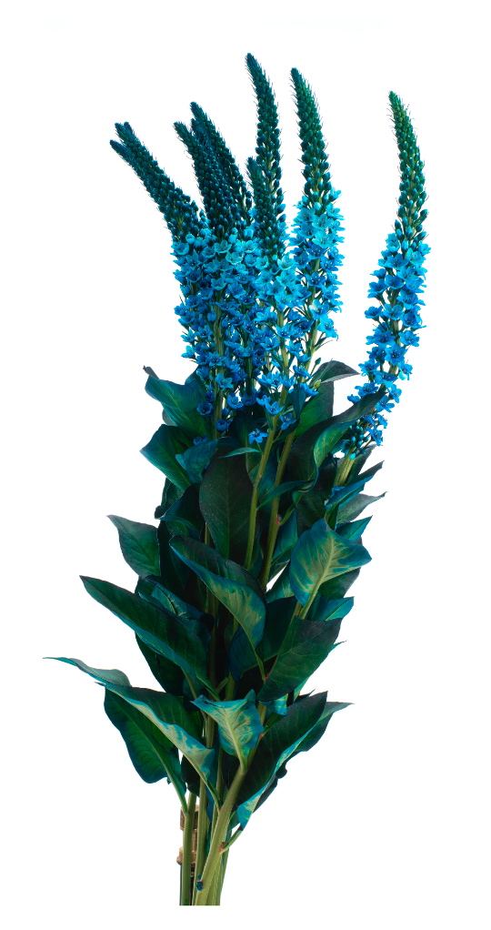 Aquamarine Turquoise Tinted Lysimachia