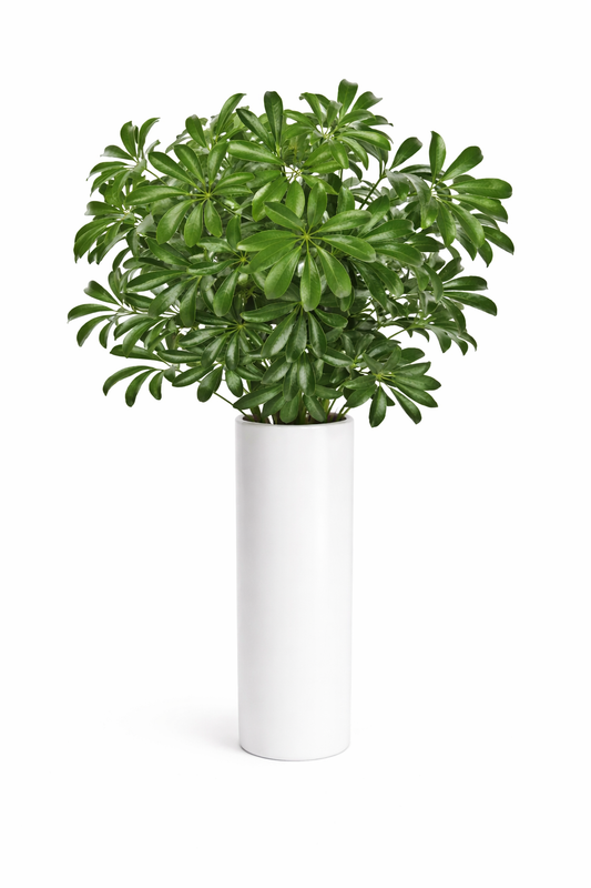 Aralia Greenery