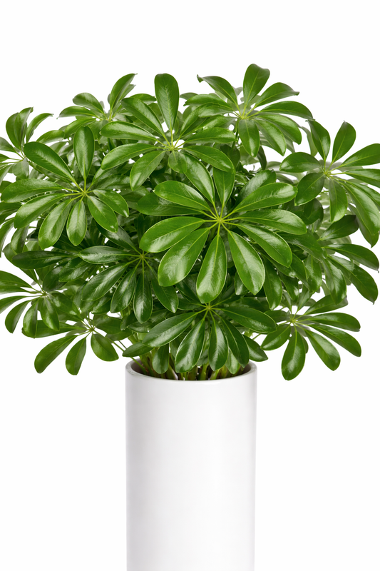 Aralia Greenery