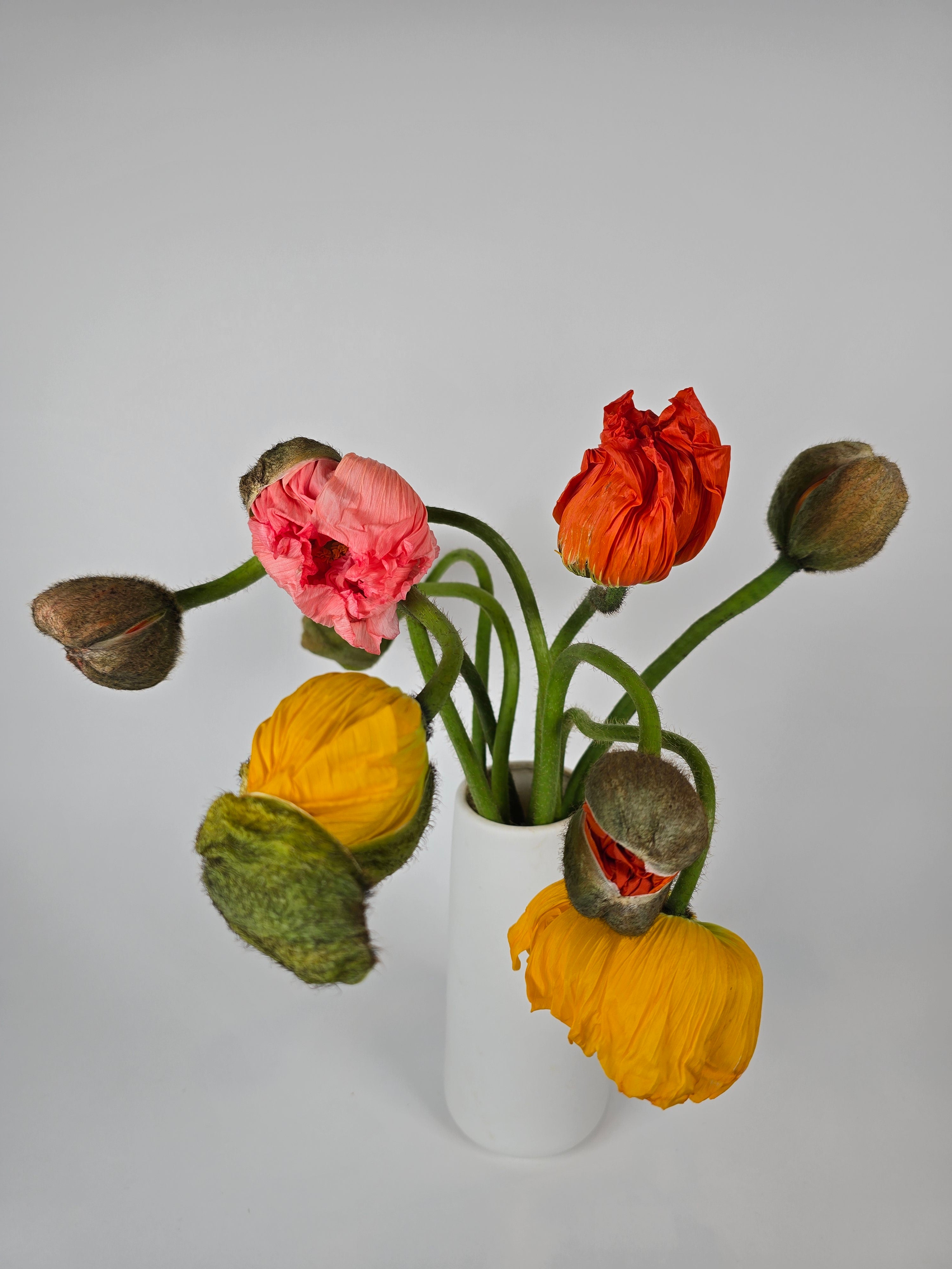 Assorted Poppies – The Flower Hype