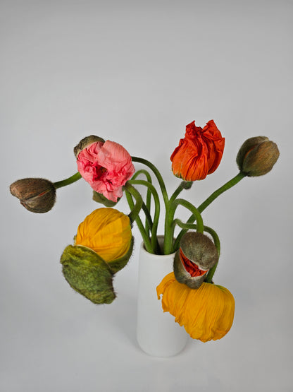 Assorted Poppies