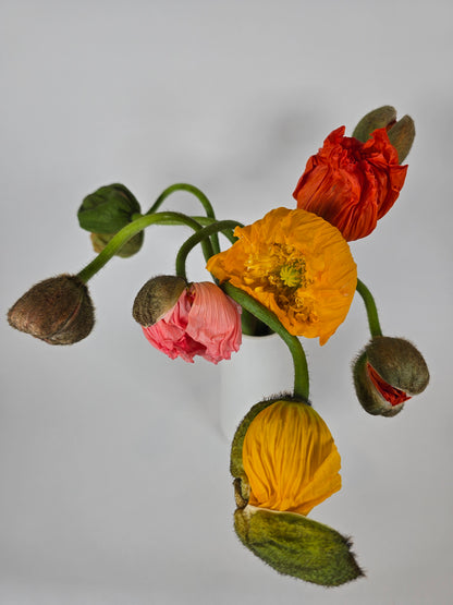 Assorted Poppies