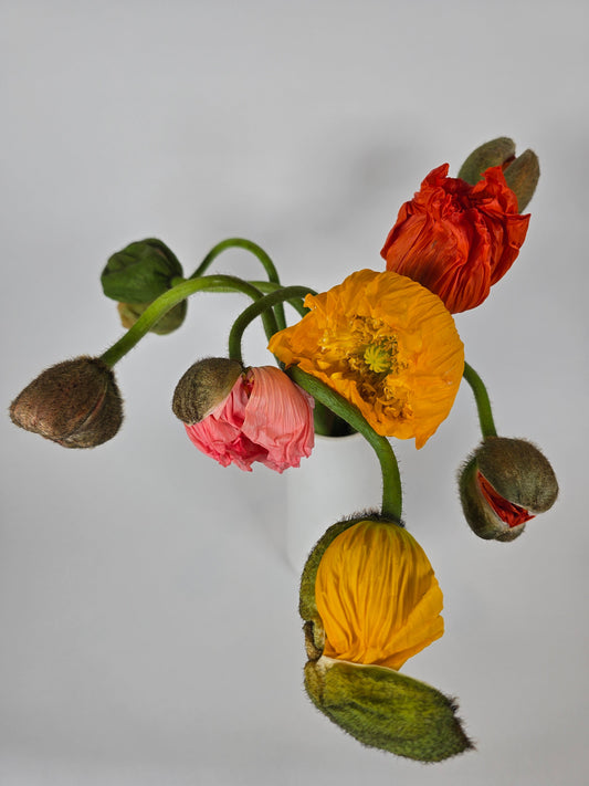 Assorted Poppies