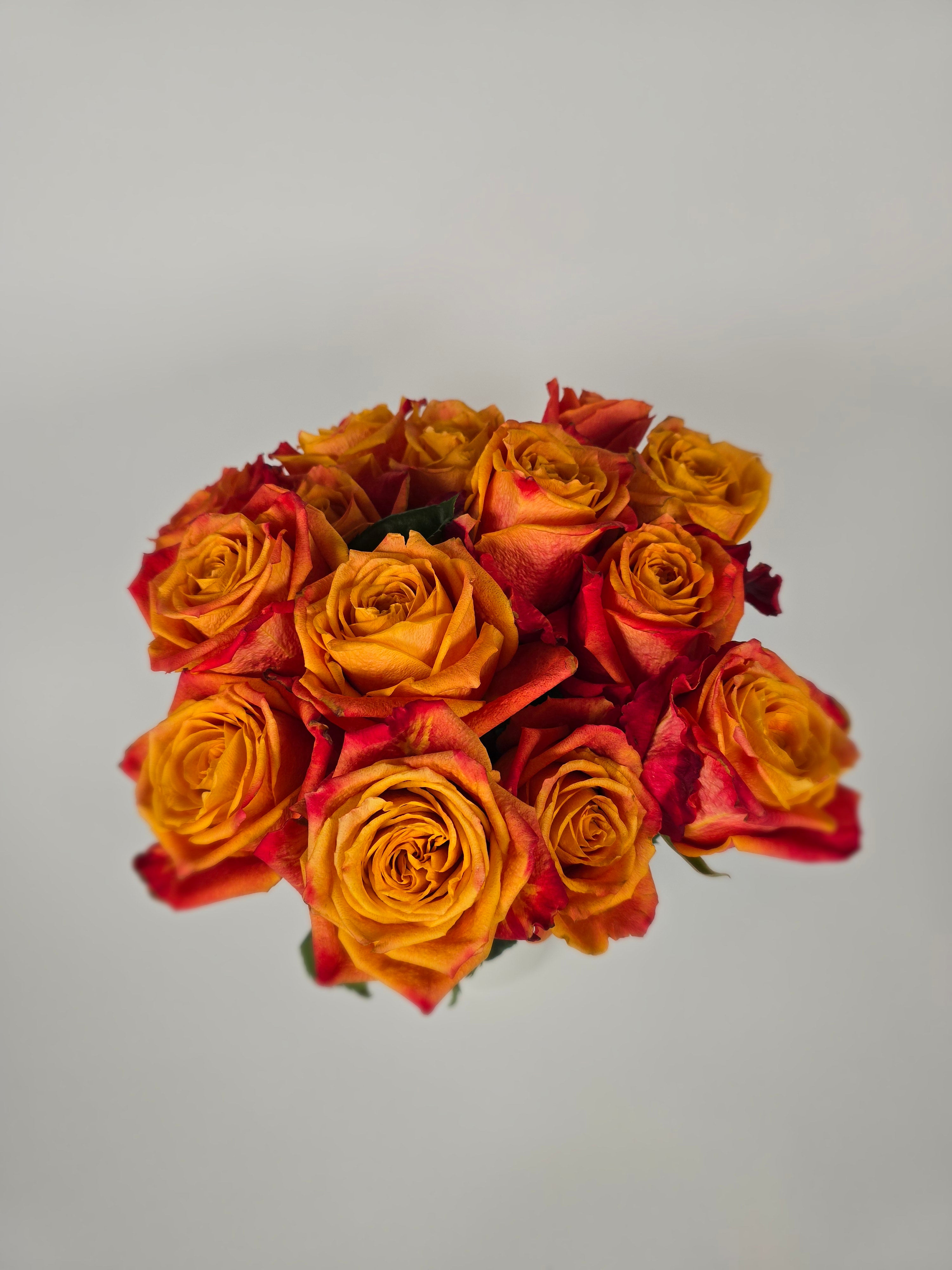 Atomic Bicolor Orange Rose – The Flower Hype