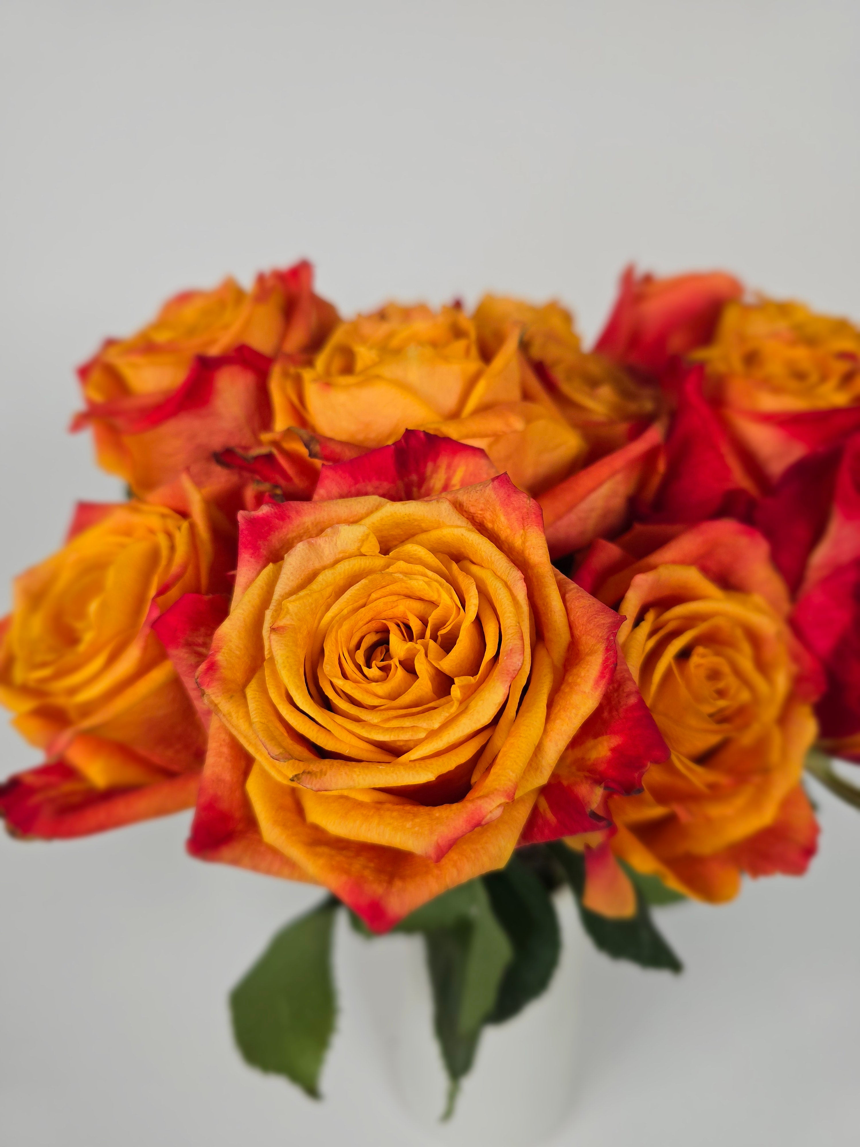 Atomic Bicolor Orange Rose – The Flower Hype