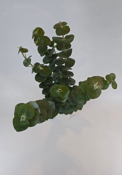 Baby Blue Eucalyptus