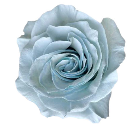 Baby Blue Tinted Roses