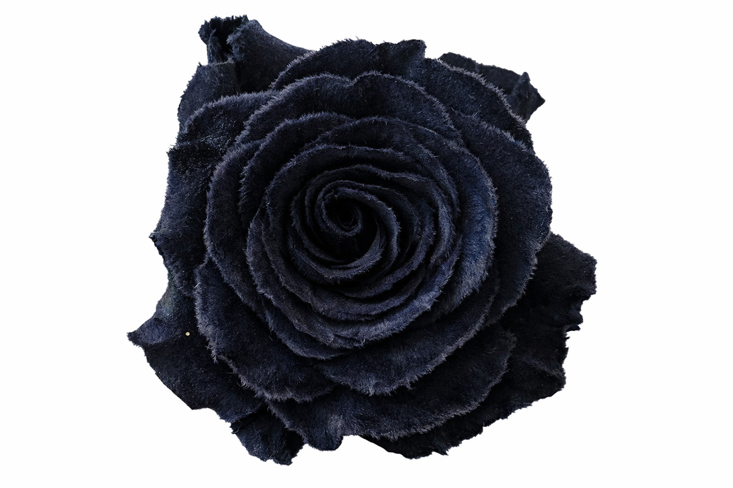 Black Velvet Tinted Fresh Cut Roses