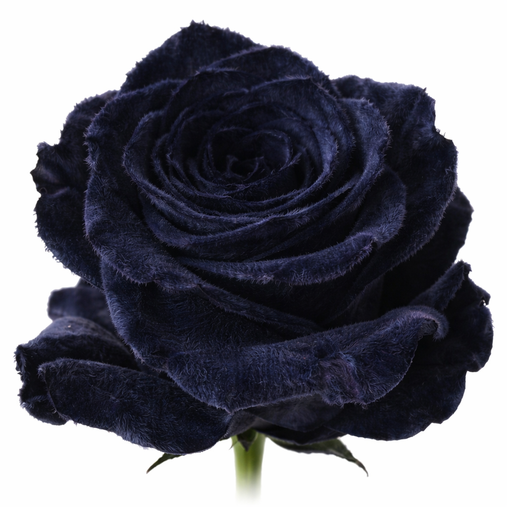 Black Velvet Tinted Fresh Cut Roses