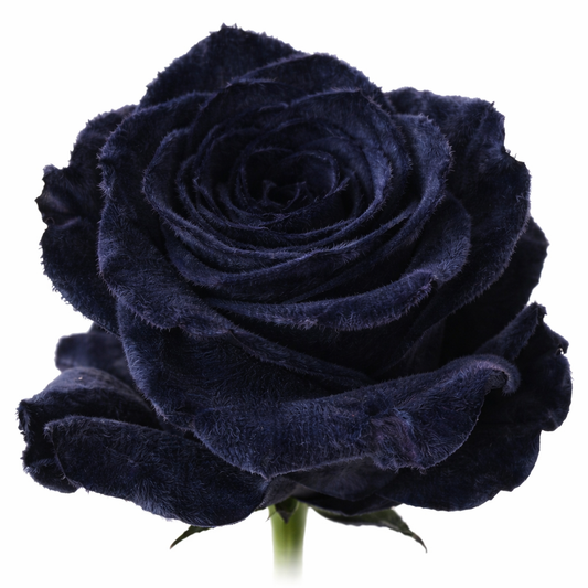 Black Velvet Tinted Fresh Cut Roses