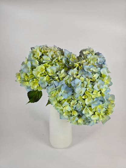 Blue and Green Hydrangea