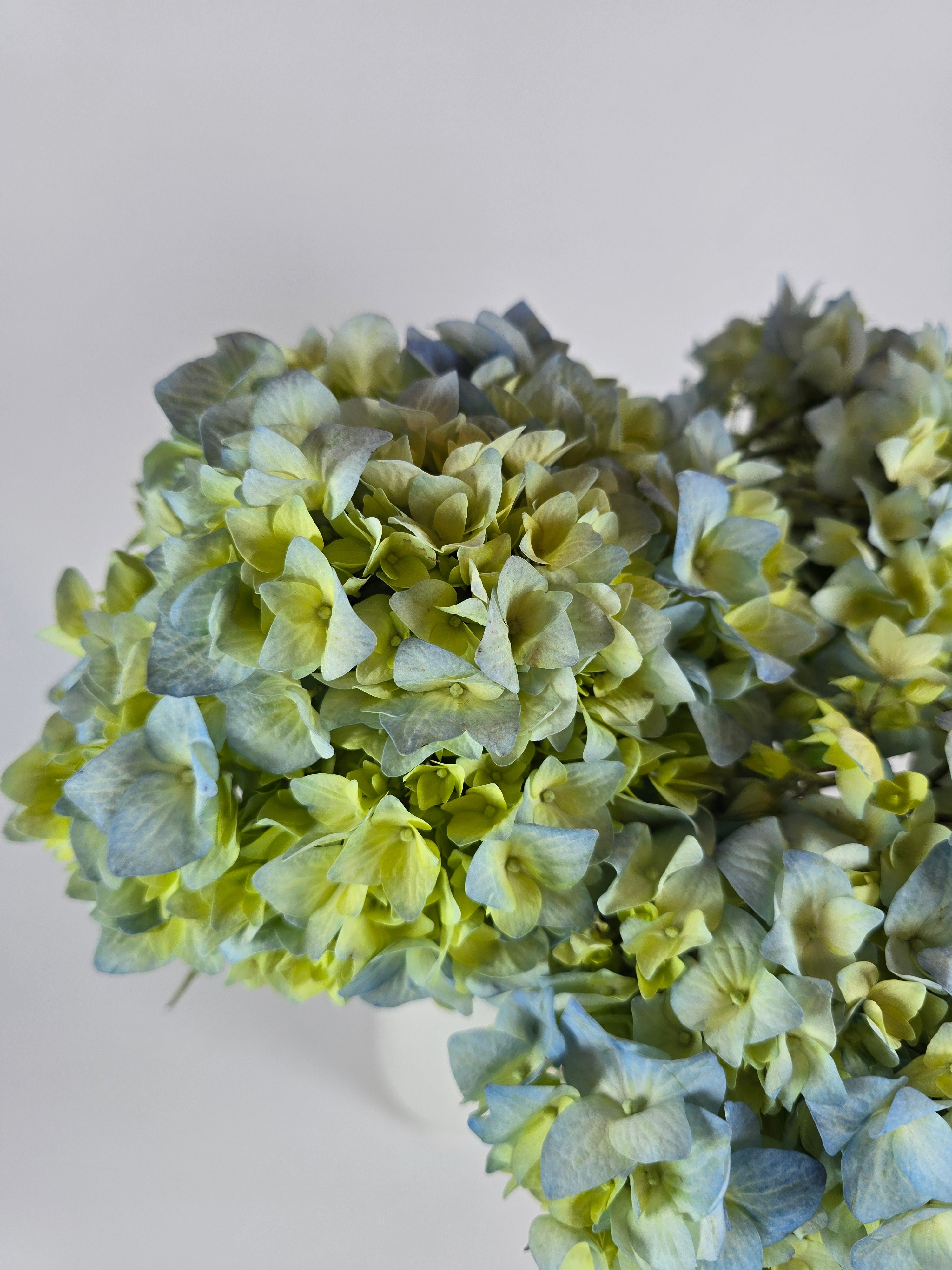 Hydrangea Blooms with Volume | The Flower Hype