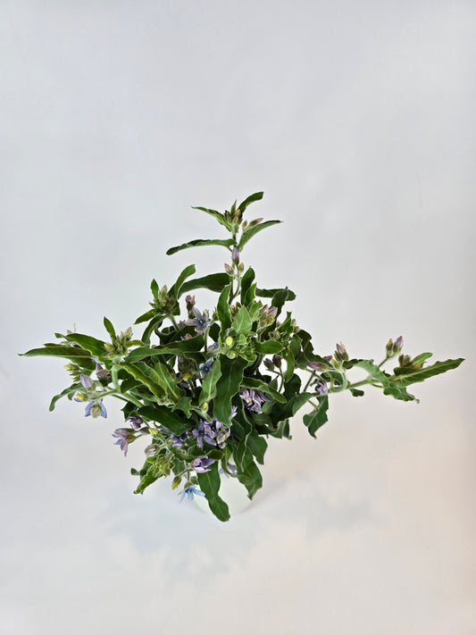 Blue Lavender Tweedia