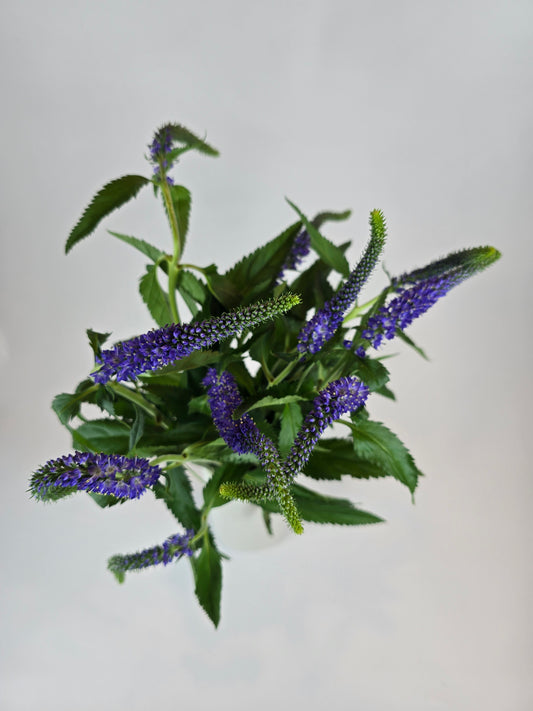 Blue Purple Veronica
