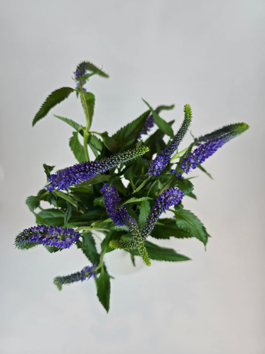 Blue Purple Veronica