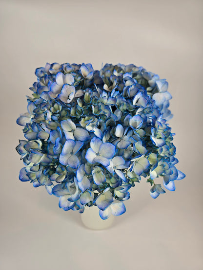 Blue Tinted Hydrangea