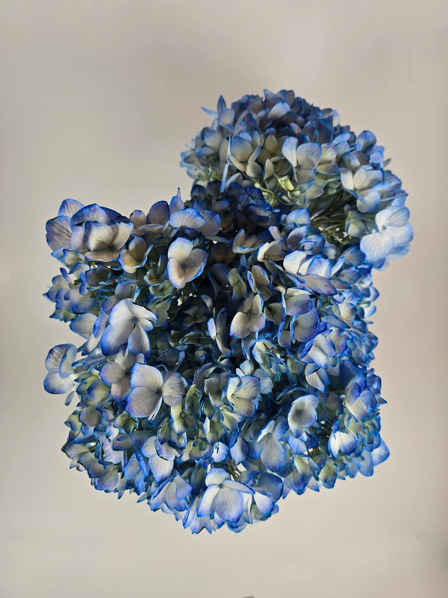 Blue Tinted Hydrangea