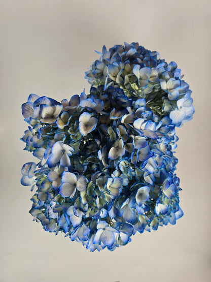 Blue Tinted Hydrangea