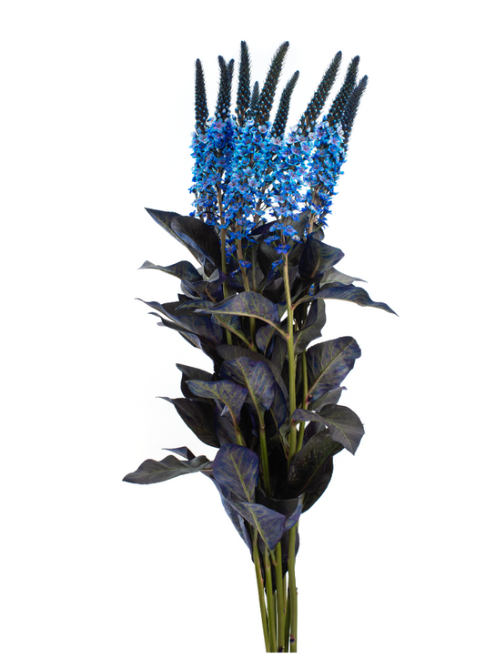 Blue Tinted Lysimachia