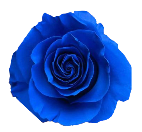 Blue Tinted Roses