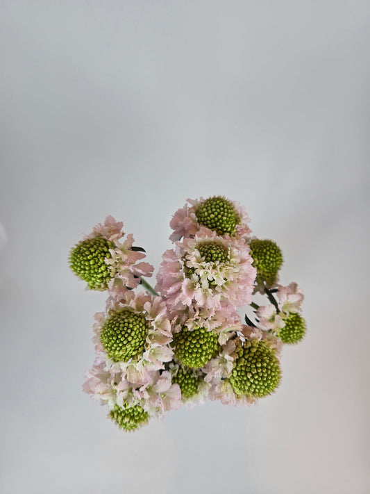 Blush Scabiosa