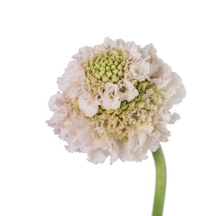 Blush Scabiosa