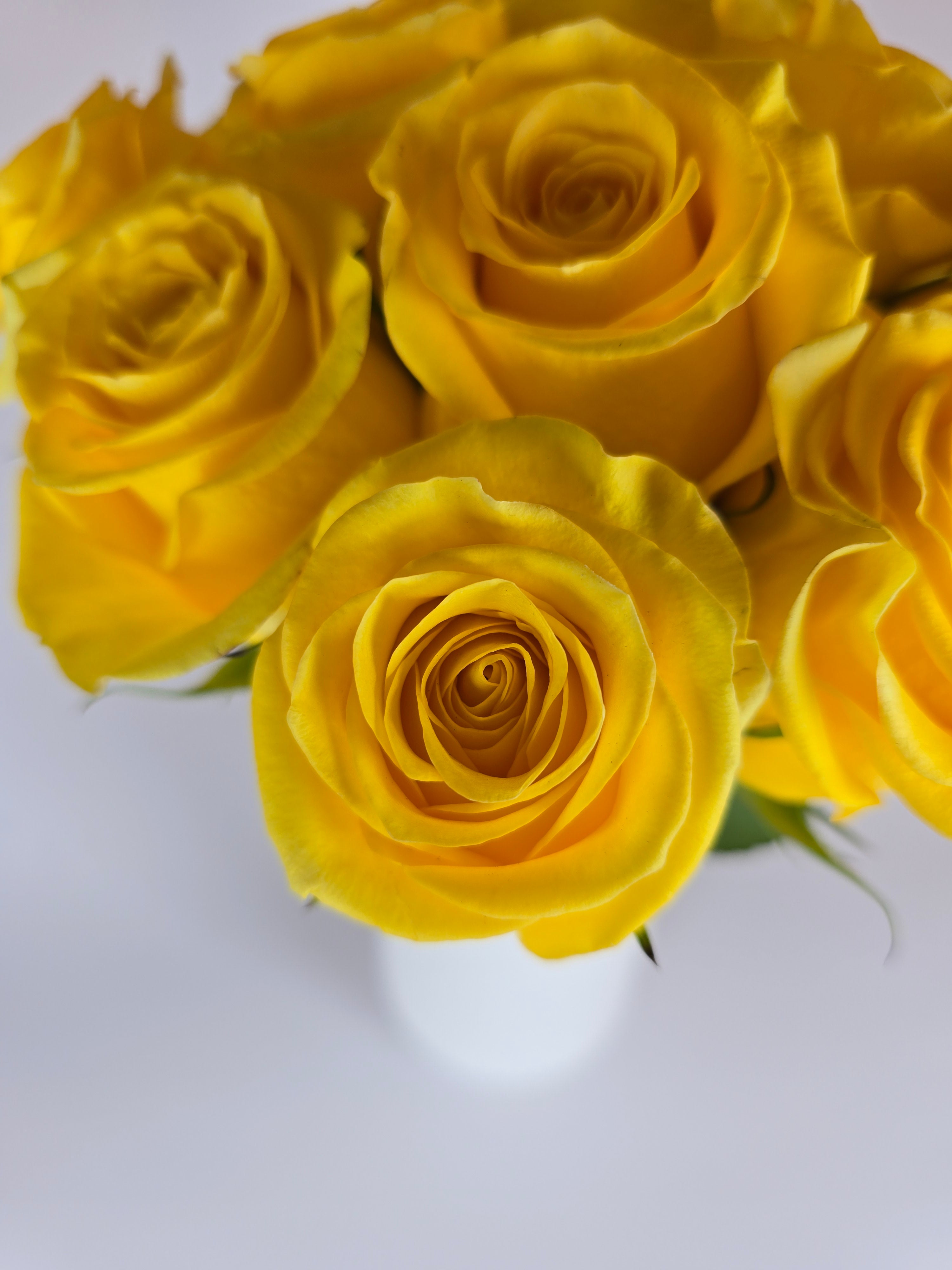 Yellow – The Flower Hype