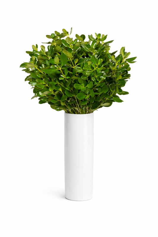 Brillantina Greenery