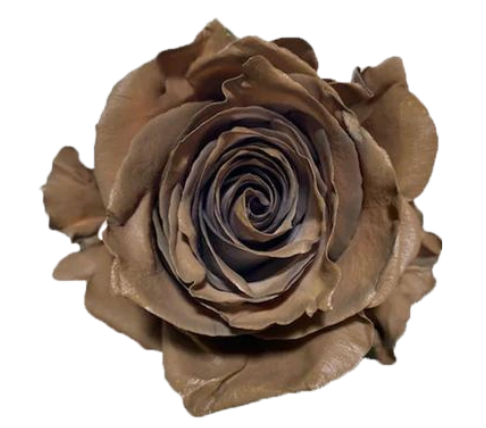 Brown Tinted Roses
