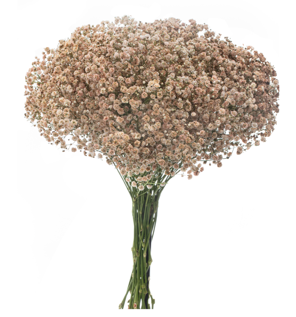 Brownie Tinted Baby's Breath