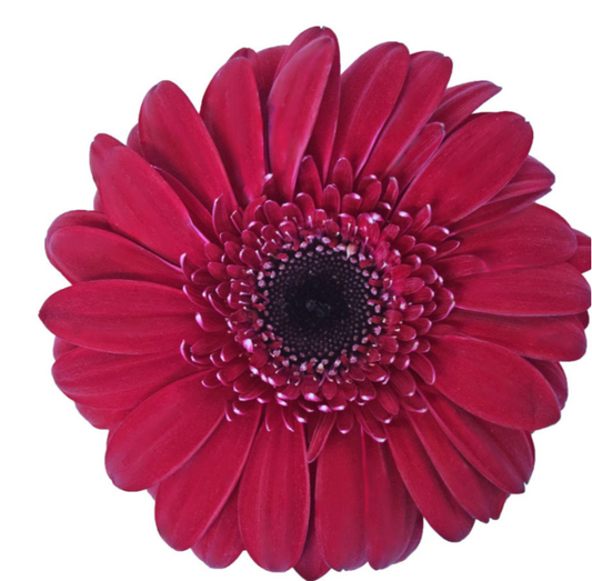 Burgundy Gerbera Daisies