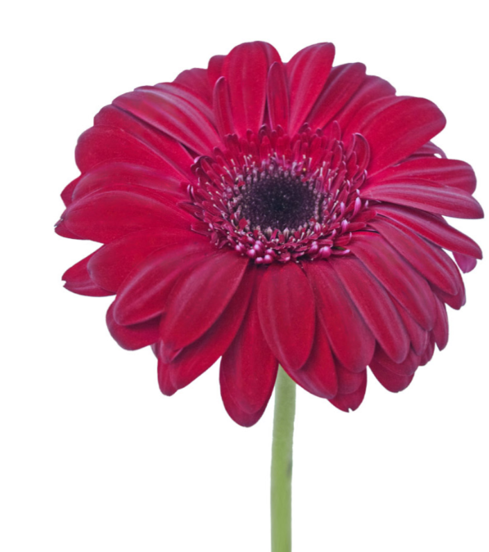 Burgundy Gerbera Daisies