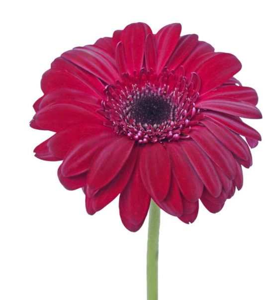 Burgundy Gerbera Daisies
