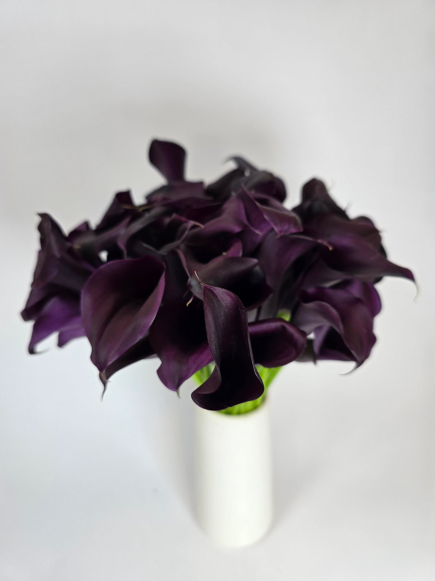 Burgundy Mini Calla Lily