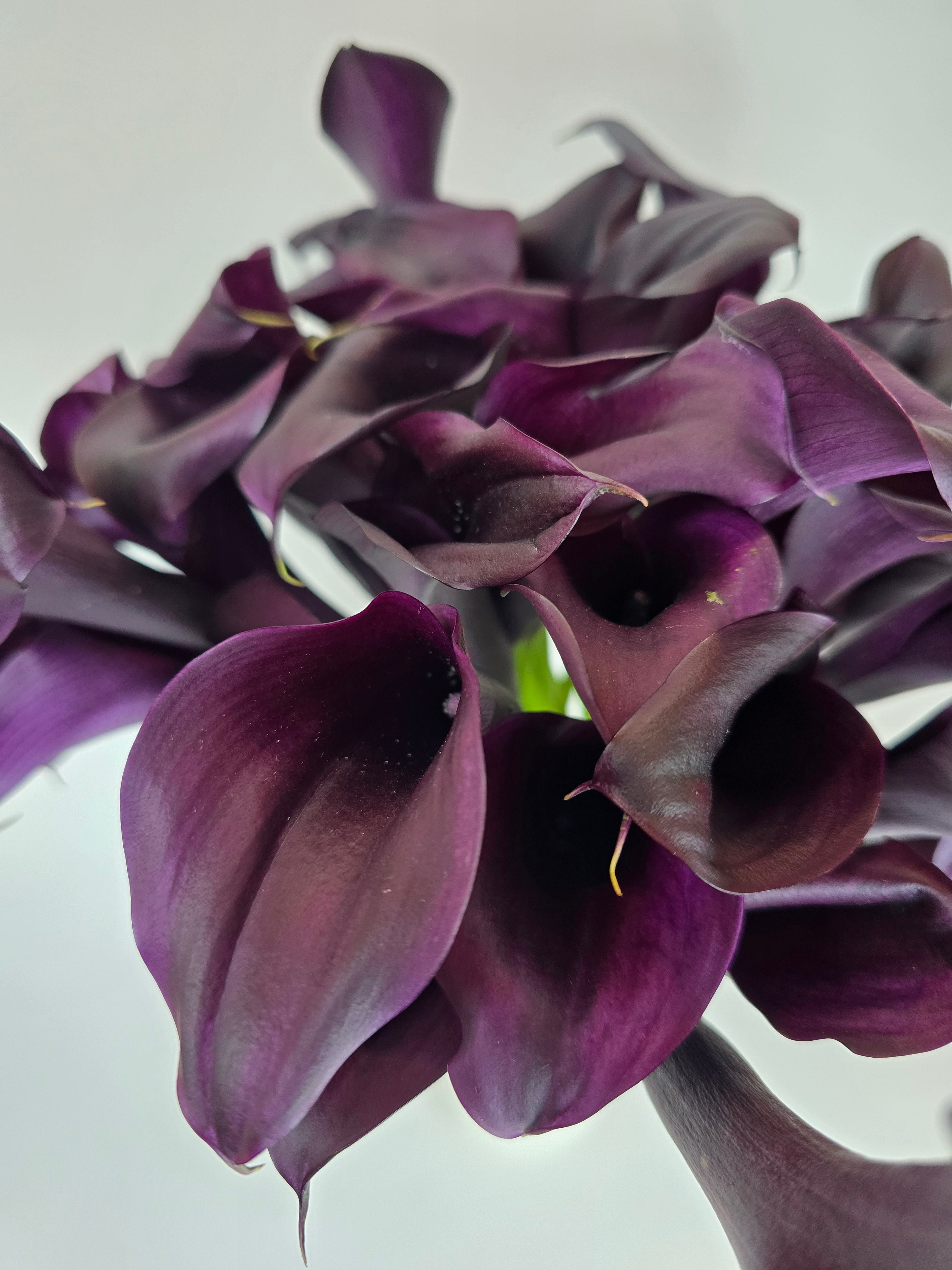 Burgundy Mini Calla Lily – The Flower Hype