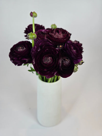 Burgundy Ranunculus