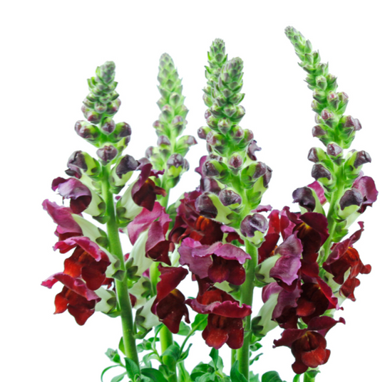 Burgundy Snapdragons
