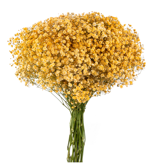 Burnt Yellow Tinted Baby's Breath