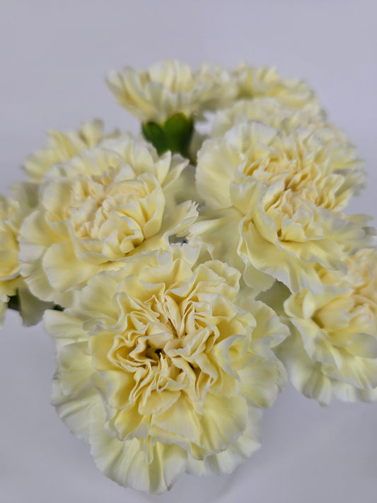 Buttery Yellow Carnations