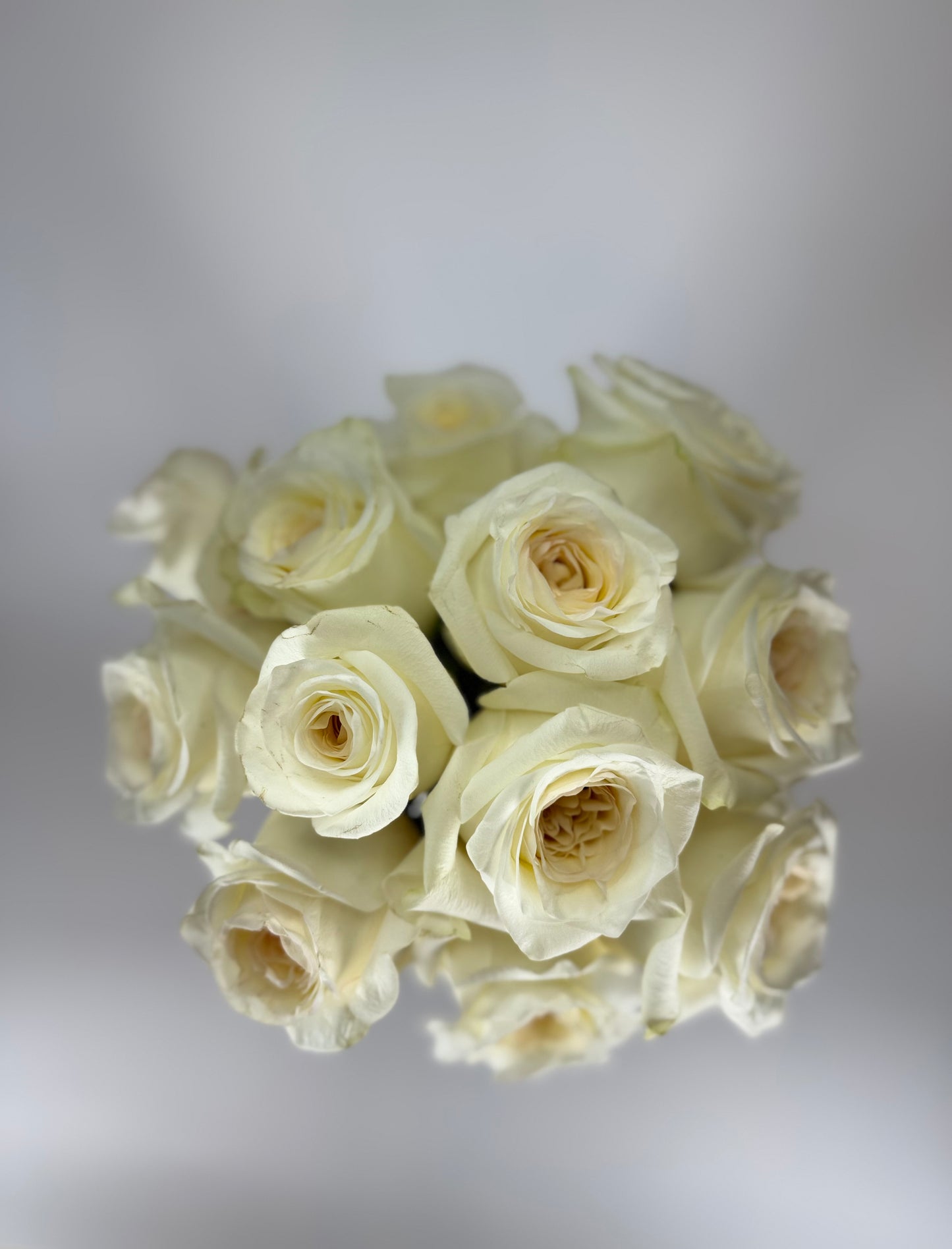 Candlelight Cream Garden Rose