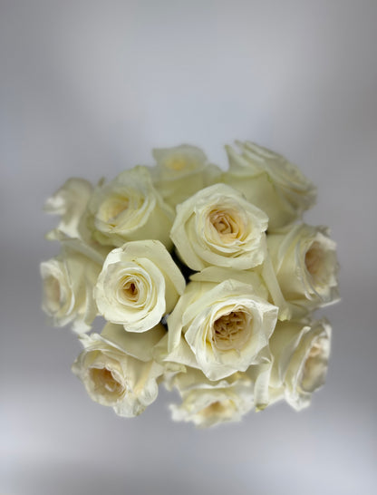 Candlelight Cream Garden Rose