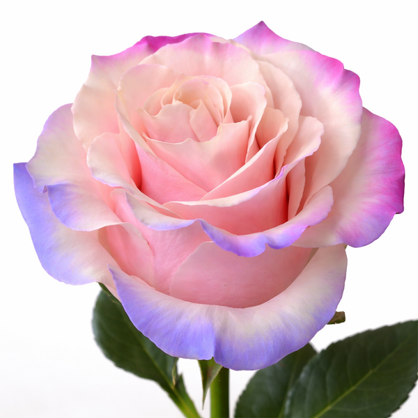 Candy-Dipped Edge Fresh Cut Tinted Roses – The Flower Hype