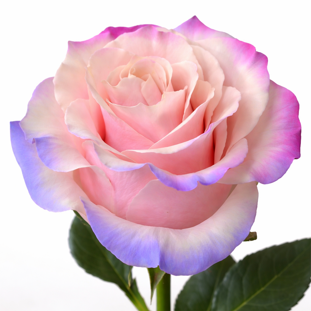 Candy-Dipped Edge Fresh Cut Tinted Roses