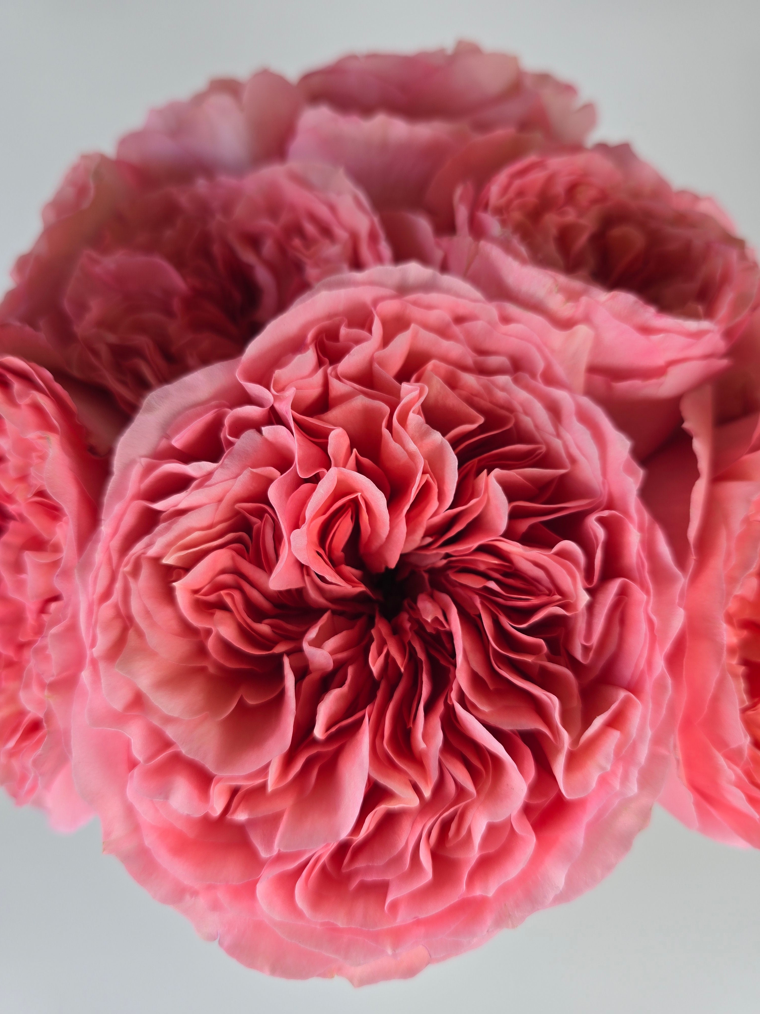 Candy Xpression Garden Rose – The Flower Hype