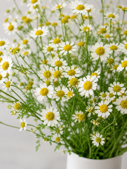 Chamomille Feverfew Fresh Cut Flowers