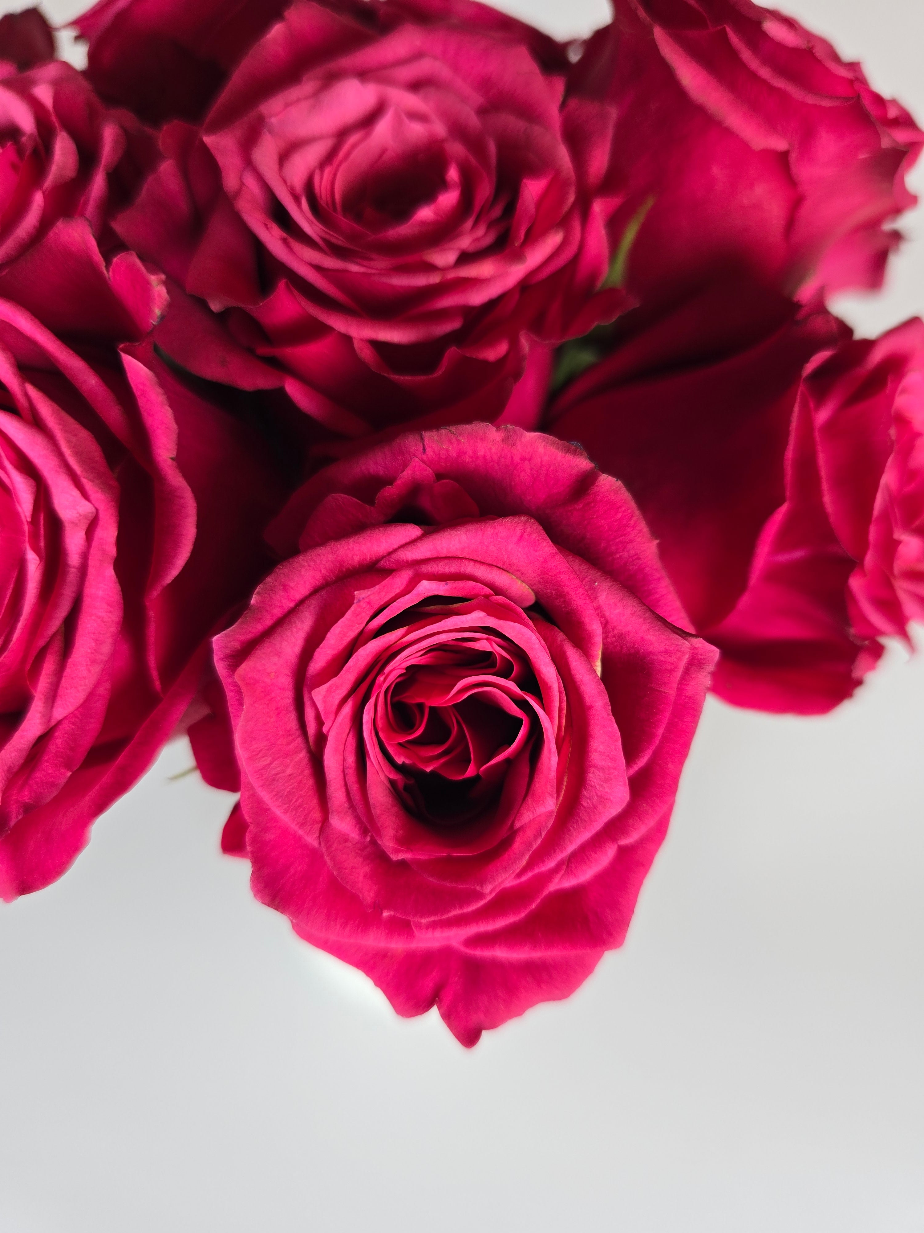 Cherry O Hot Pink Rose – The Flower Hype